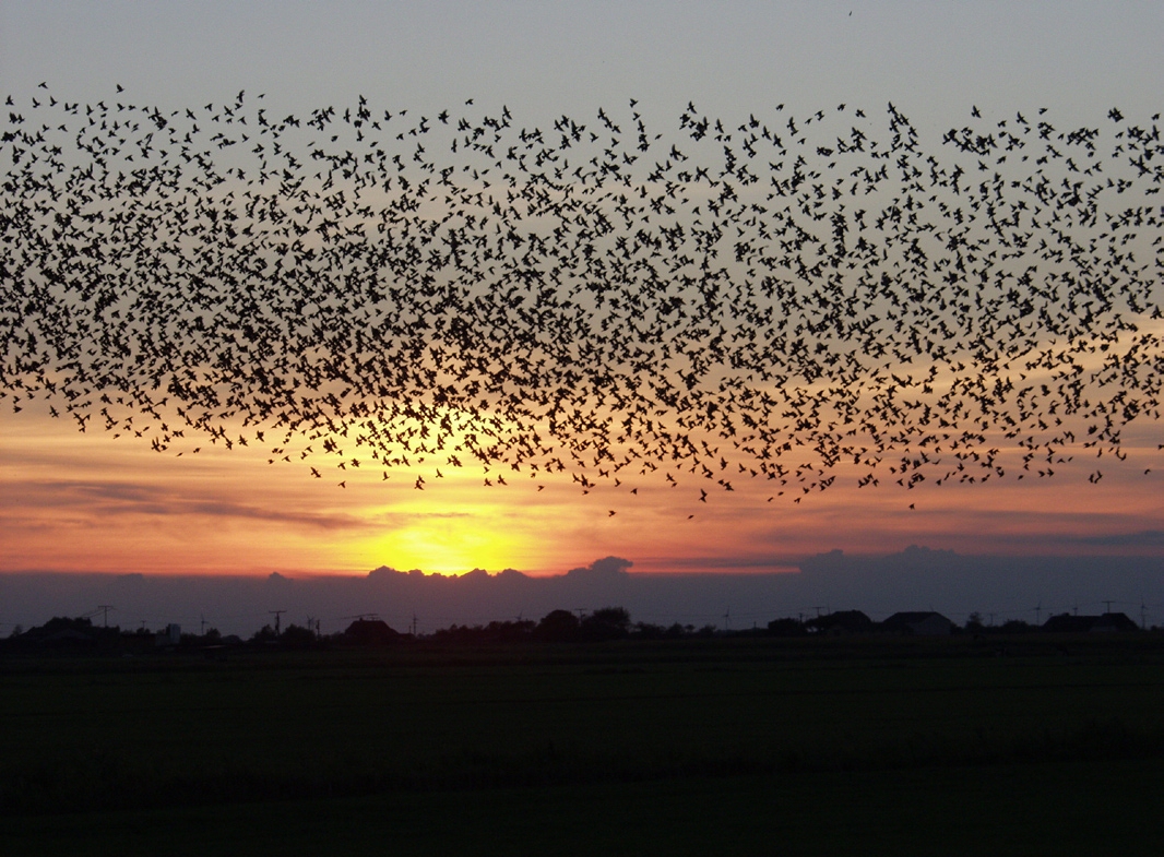 migrating birds